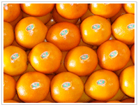 Navel oranges-packing